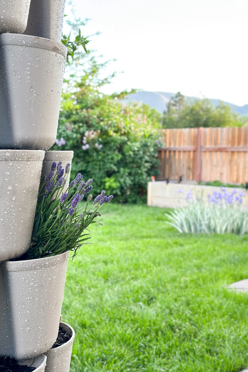 Vertical Gardening with a Greenstalk Planter_lavender